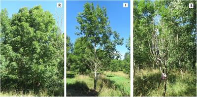 Mycobiome of Fraxinus excelsior With Different Phenotypic Susceptibility to Ash Dieback